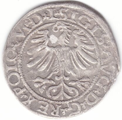4SA166-34. Žygimanto Augusto lietuviškas pusgrašis, 1565 m. DVCT - Image 2