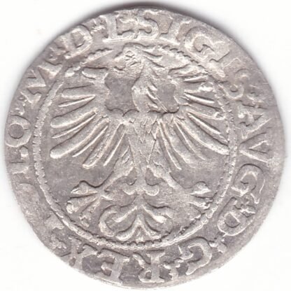 4SA158-43. Žygimanto Augusto lietuviškas pusgrašis, 1564 m. - Image 2