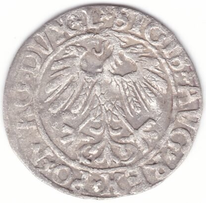 4SA81-24. Žygimanto Augusto lietuviškas pusgrašis, 1558 m. - Image 2